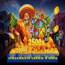 cruzamento cavalo e mula